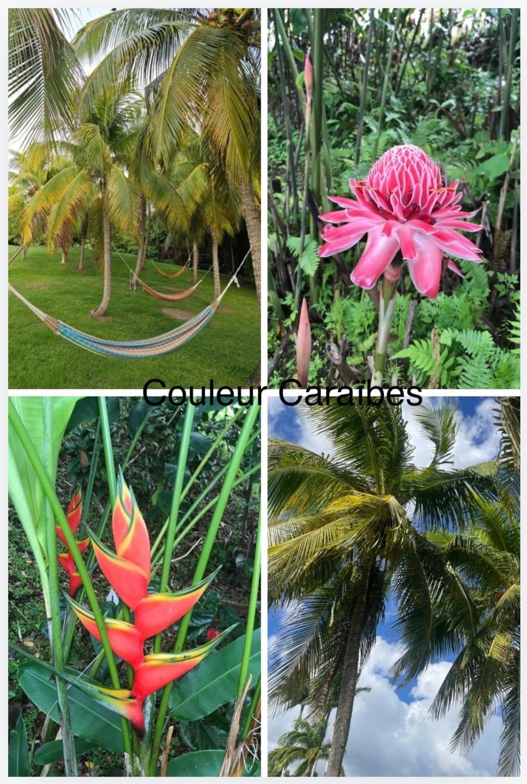 Couleur Caraibes-Cocobeach Martinique Pierre Et Vacances سانت لوسي المظهر الخارجي الصورة